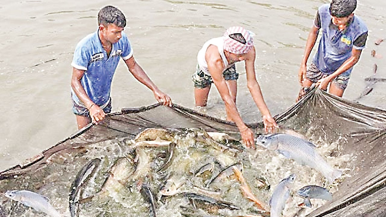 দেশি মাছ সংরক্ষণ ও মৎস্য চাষই বাংলাদেশের ভবিষ্যৎ