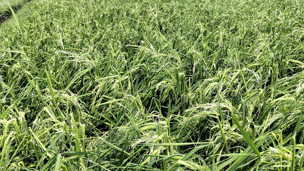 ফুলবাড়ীতে শিলাবৃষ্টিতে ৪ হাজার ঘরসহ ১৫শ হেক্টর জমির ফসলের ক্ষতি