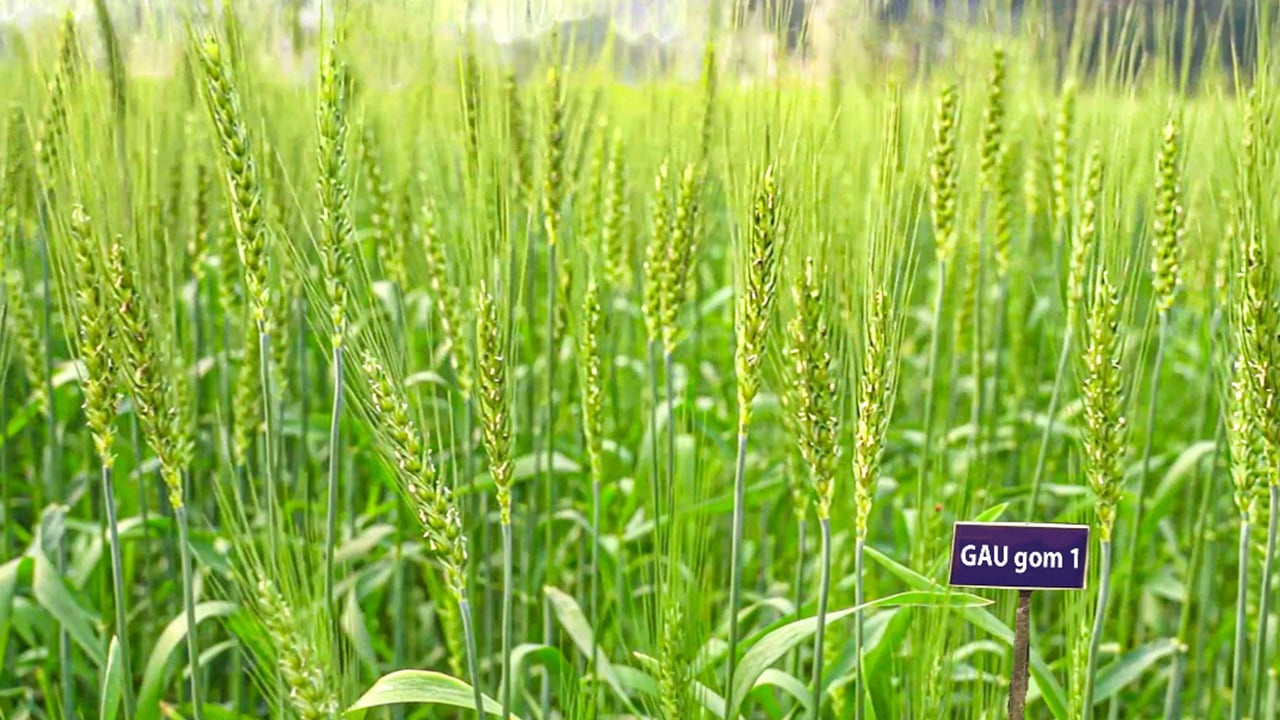 গাকৃবিতে উচ্চ লবণ সহিষ্ণু গমের নতুন জাত ‘জিএইউ গম ১’ উদ্ভাবন