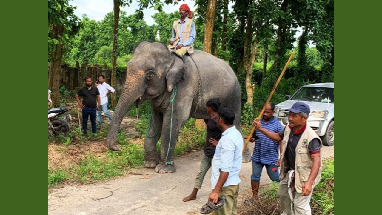 গাজীপুরে সাফারি পার্কে দুই হাতির মৃত্যুর পর আরো দুটি হাতি হস্তান্তর