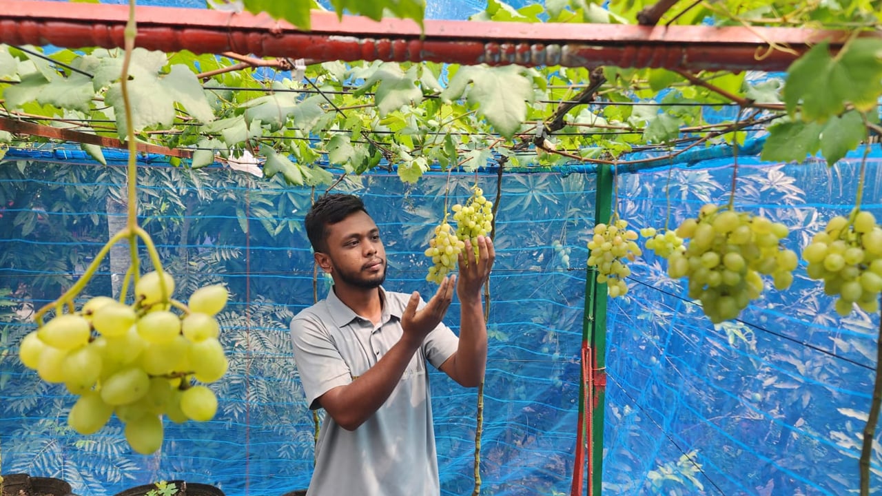 ইউটিউব দেখে ছাদে আঙুর চাষ, মাসে ৪০ হাজার টাকা আয় মঈনের