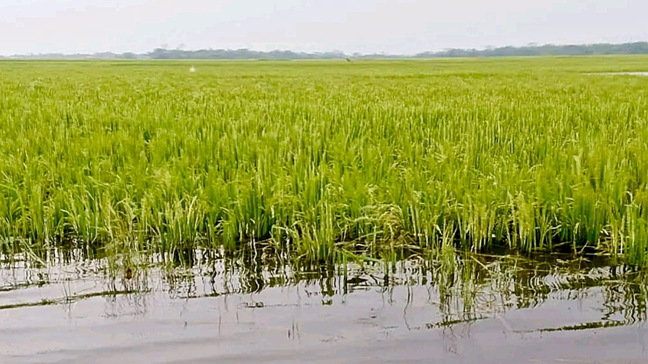 ধান কাটা নিয়ে অনিশ্চয়তা, জলাবদ্ধতায় ডুবে আছে হাওরাঞ্চল