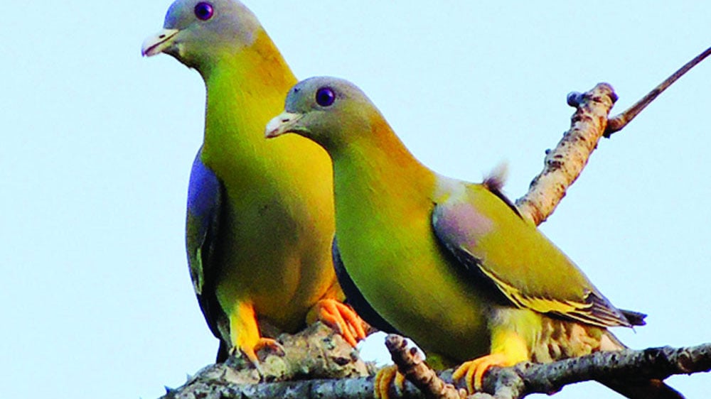 অহংকারী পাখি হরিয়াল