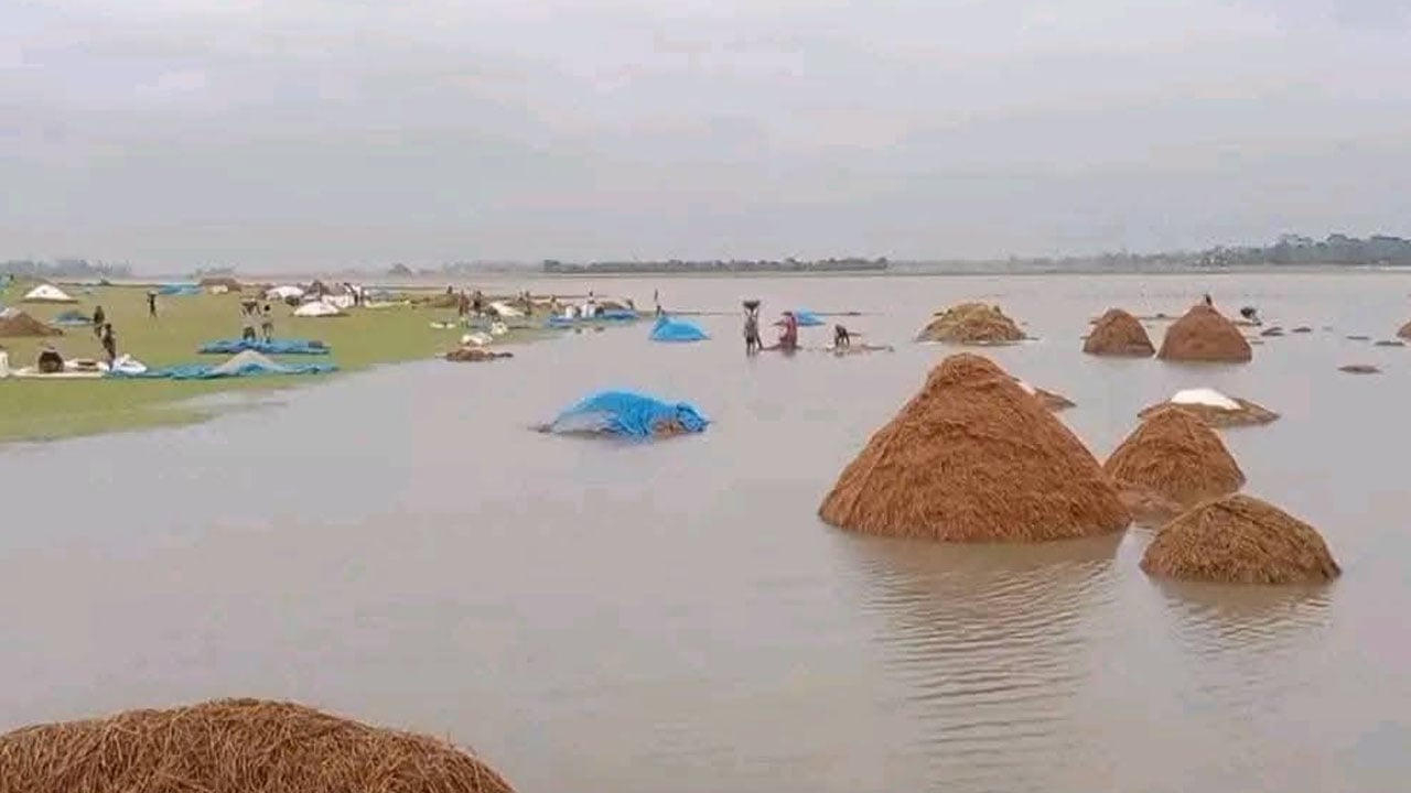 হবিগঞ্জে টানা বর্ষণে তলিয়ে গেল ৫ হাজার একর জমির ধান