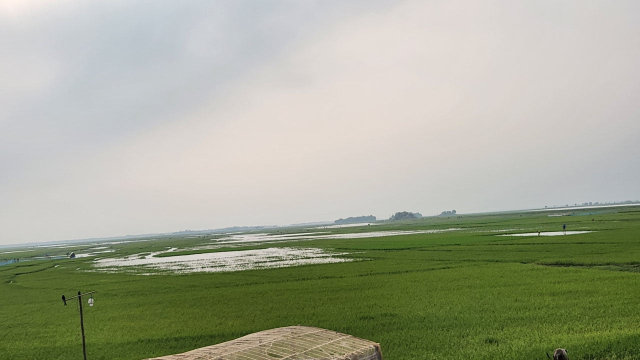 ভারী বৃষ্টিপাতে ডুবছে হাওর, ফসল রক্ষায় মরিয়া কৃষক