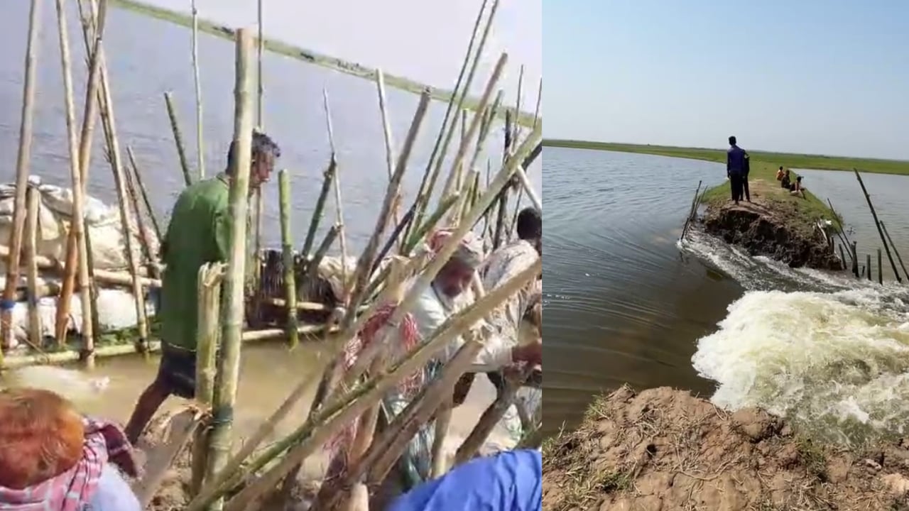 হাওরে বাঁধ ভেঙে ঢুকছে পানি, ফসল রক্ষায় প্রাণপণ চেষ্টা