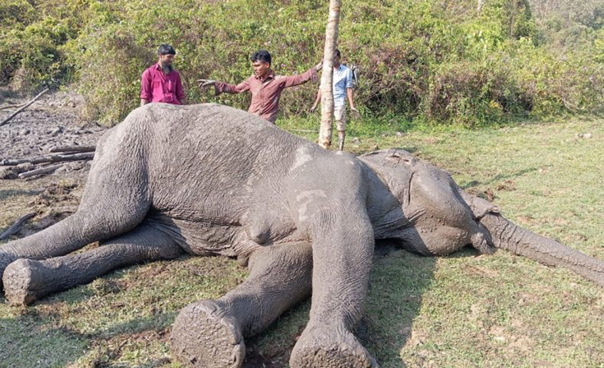 কাদায় আটকে পড়া হাতি উদ্ধার করল গ্রামবাসী
