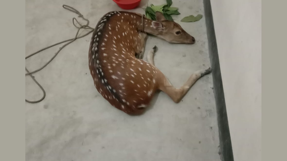 ভোলার বোরহানউদ্দিনে চিত্রা হরিণ উদ্ধার