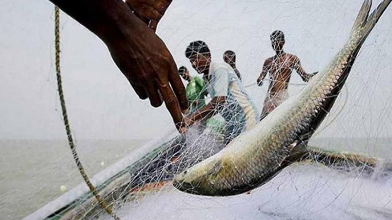 ইলিশ মাছ শিকারে নিষেধাজ্ঞা শুরু ৪ অক্টোবর