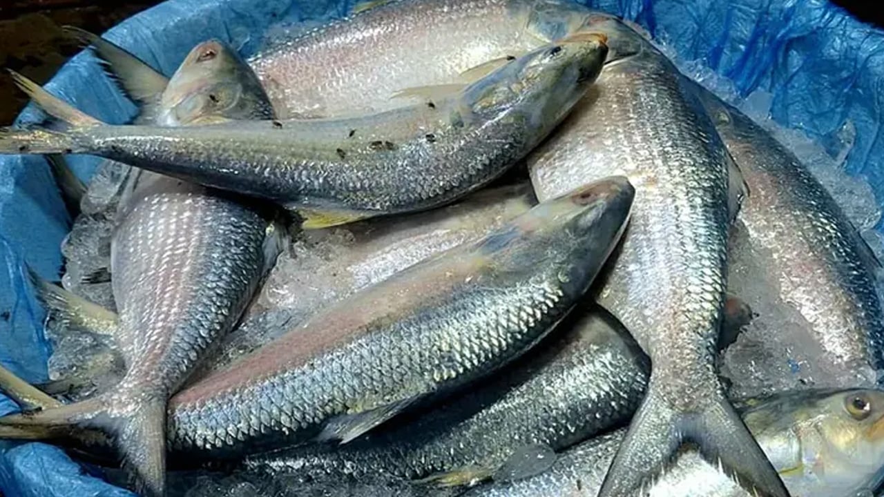 ইলিশের আকার অনুযায়ী দাম ঠিক হবে, সুপারিশ ট্যারিফ কমিশনের