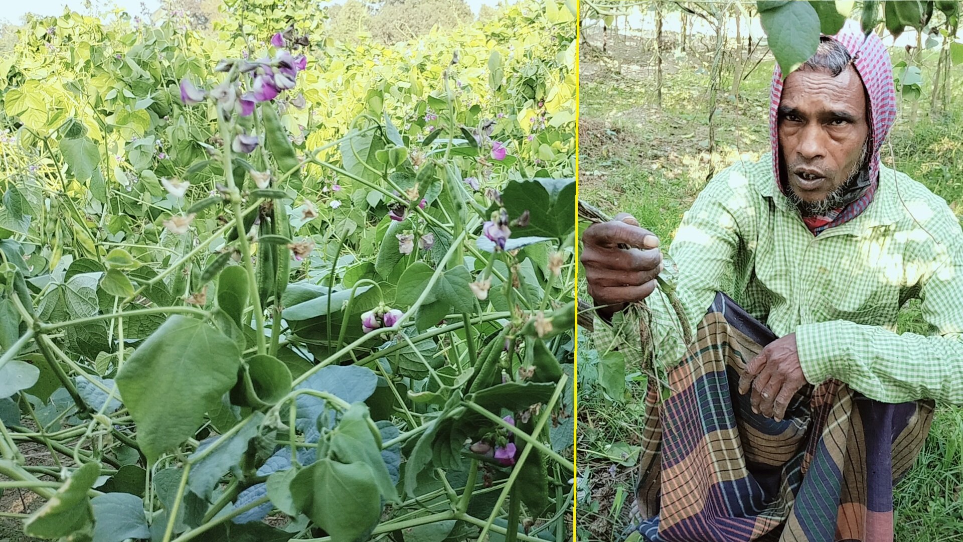 শিম গাছের সঙ্গে এ কেমন শত্রুতা!