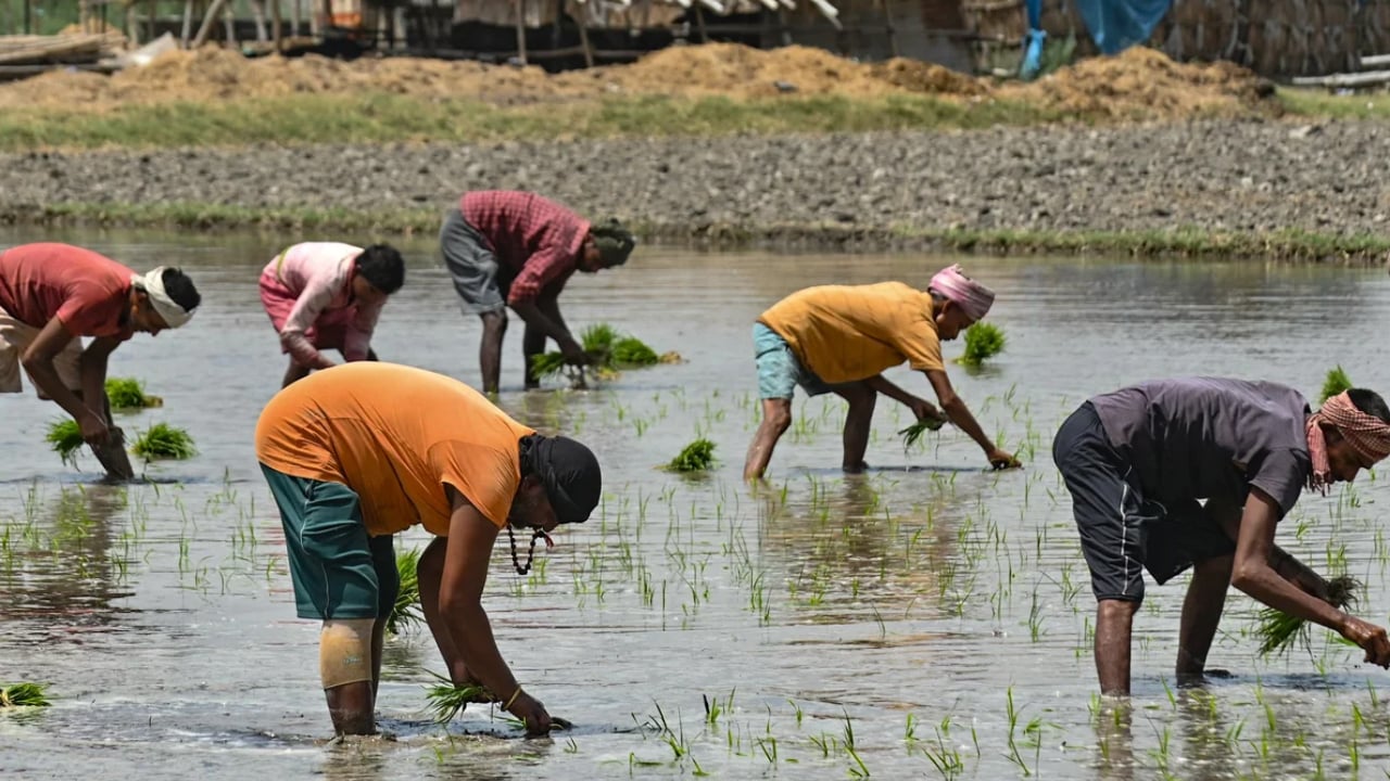 সার ঘাটতিতে খাদ্য সংকটের শঙ্কায় ভারত