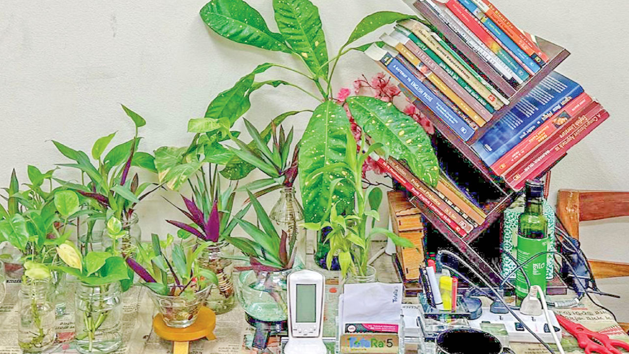 স্বাস্থ্যকর আবাসের জন্য ইনডোর প্ল্যান্ট