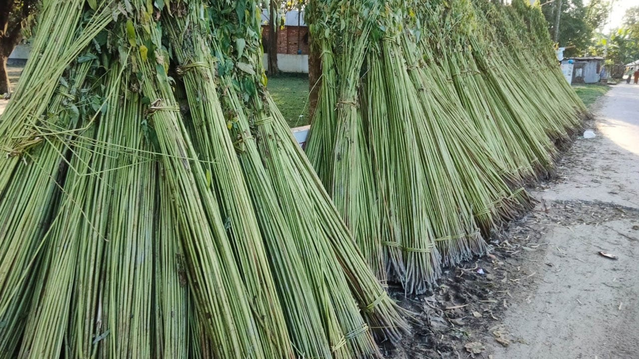 ভালো ফলনেও স্বস্তি নেই, পানির অভাবে পাট জাগ দেওয়া নিয়ে দুর্ভোগ