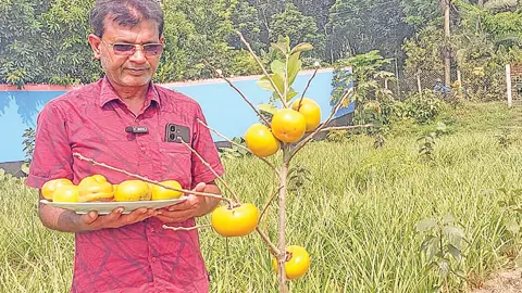 জাপানের পার্সিমন চাষে কালীগঞ্জে সফলতা