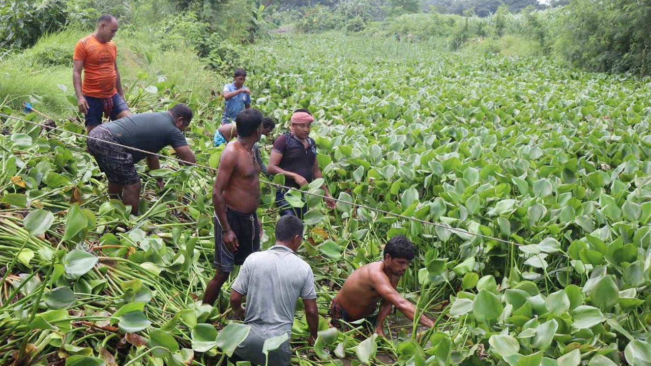 স্বেচ্ছাশ্রমে খালের কচুরিপানা অপসারণ কার্যক্রম পরিদর্শন করলেন বিএনপি নেতা