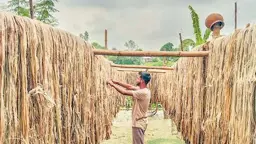 বড়াইগ্রামে পাটের বাম্পার ফলন, দাম পেয়ে খুশি চাষিরা