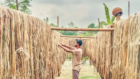বড়াইগ্রামে পাটের বাম্পার ফলন, দাম পেয়ে খুশি চাষিরা