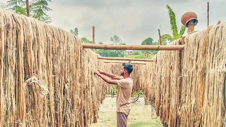 বড়াইগ্রামে পাটের বাম্পার ফলন, দাম পেয়ে খুশি চাষিরা