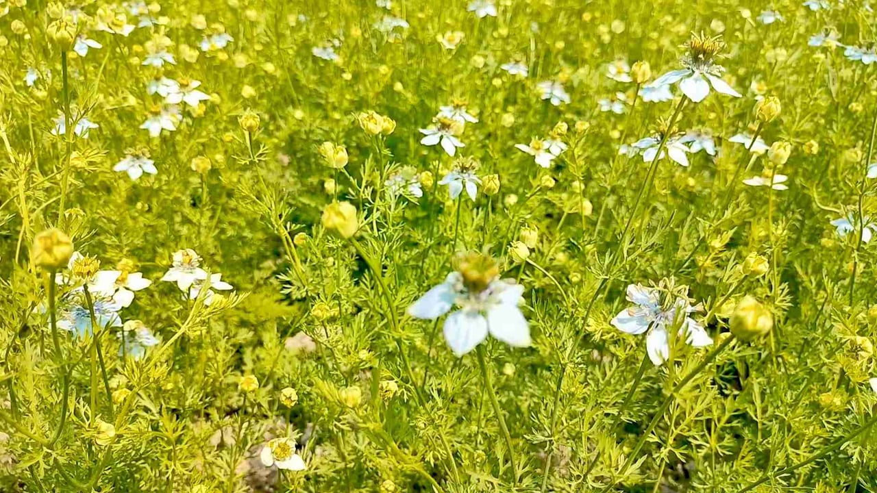 হাইমচরে কালোজিরা আবাদে স্বপ্ন বুনছে প্রান্তিক কৃষক