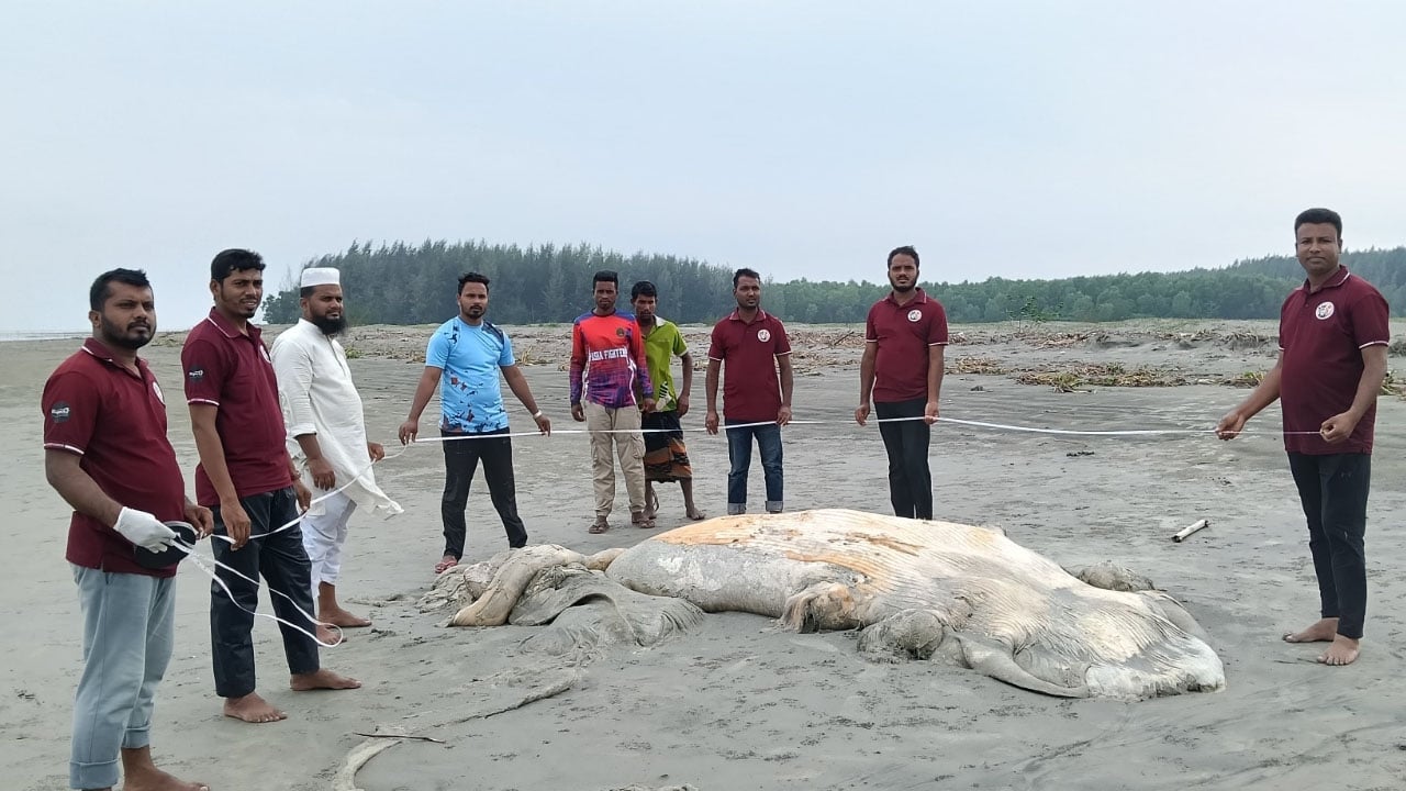 কুয়াকাটা সৈকতে ভেসে এলো ৫৬ ফুট দৈর্ঘ্যের মৃত তিমি