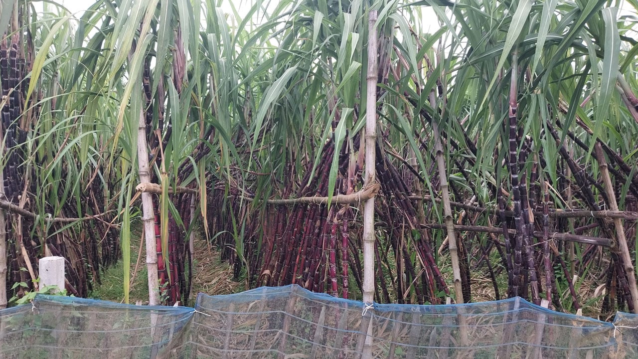ক্ষেতলালে ফিলিপাইন ব্ল্যাক জাতের আখ চাষে কৃষকদের সাফল্য