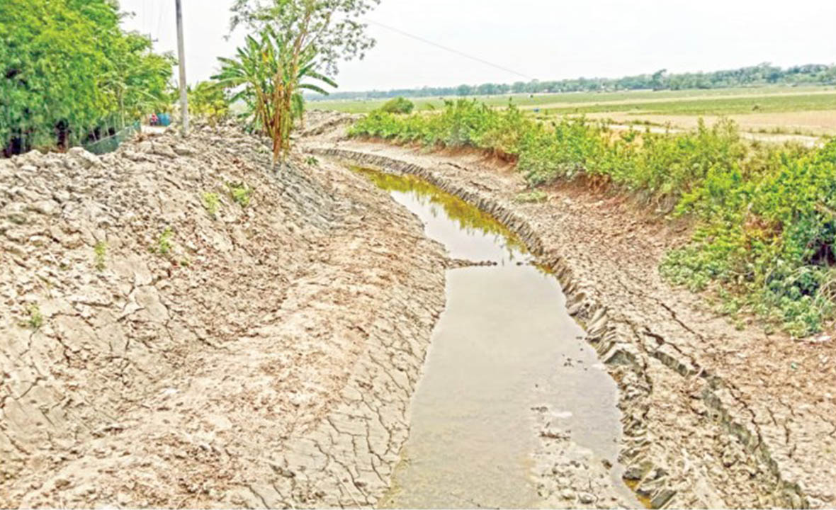 কৈলাশগঞ্জে খাল খননের নামে ৩০০ গাছ নিধন
