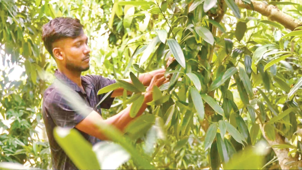 ধান ছেড়ে তেজপাতা চাষে ঝুঁকছেন কাউনিয়ার কৃষক