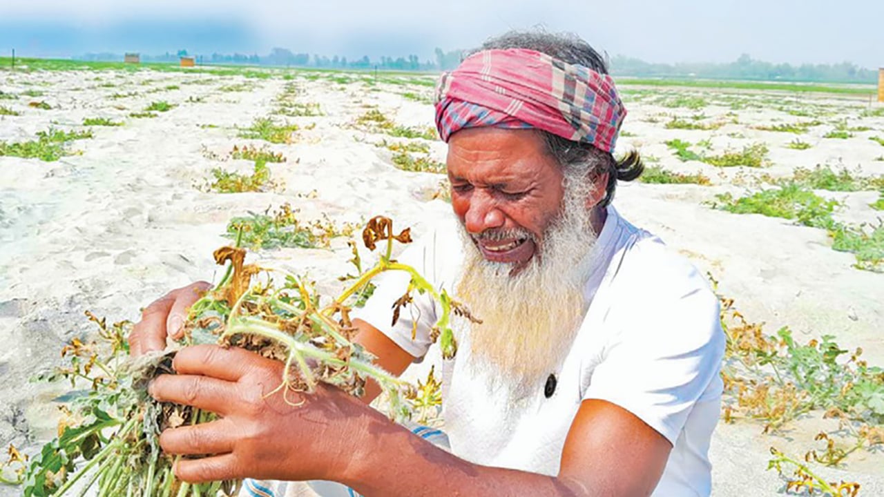 বিষপ্রয়োগে সাত একর জমির তরমুজ নষ্ট, ৩০ লাখ টাকার ক্ষতি