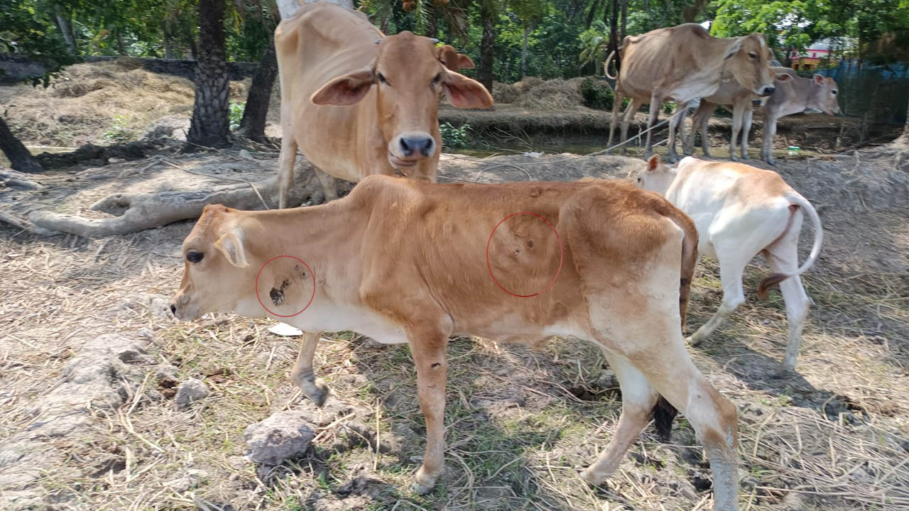 শরণখোলায় গরুর লাম্পি স্কিন রোগের প্রাদুর্ভাব, অর্ধশতাধিক গরুর মৃত্যু