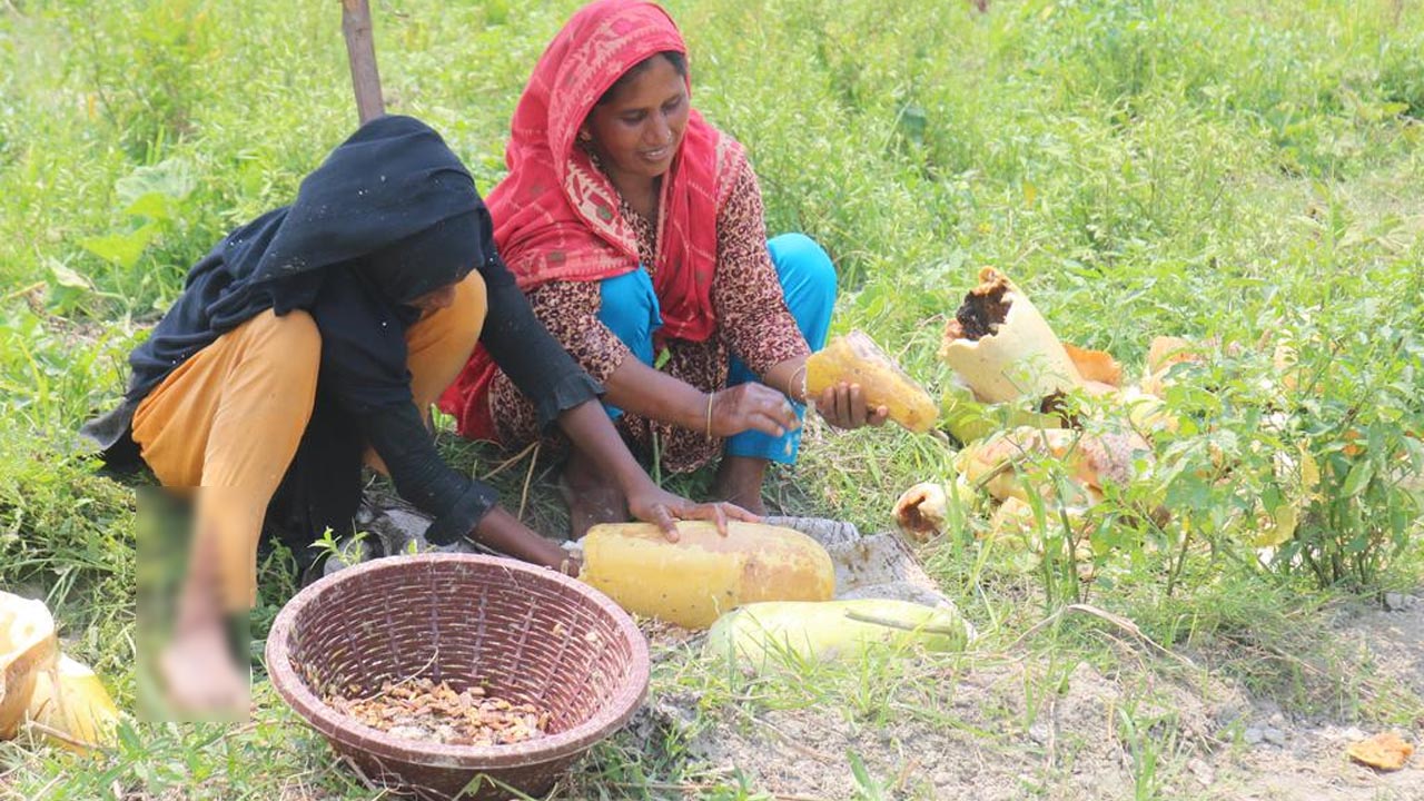 তিস্তার বালুচরে লাউয়ের বীজ উৎপাদনের স্বপ্ন দেখছেন কৃষকরা
