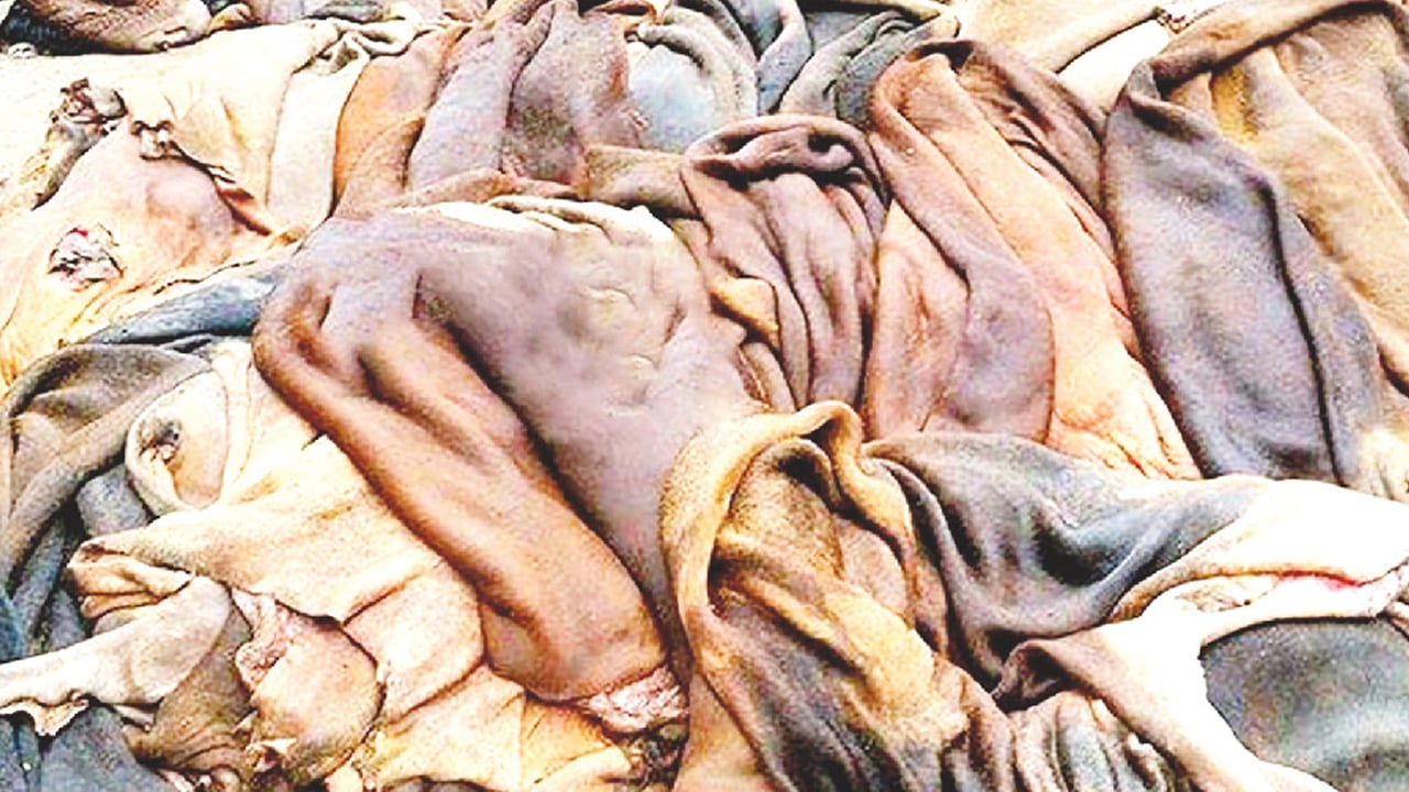 চামড়ার নামমাত্র দাম, ফেলে দিয়েছেন অনেকে
