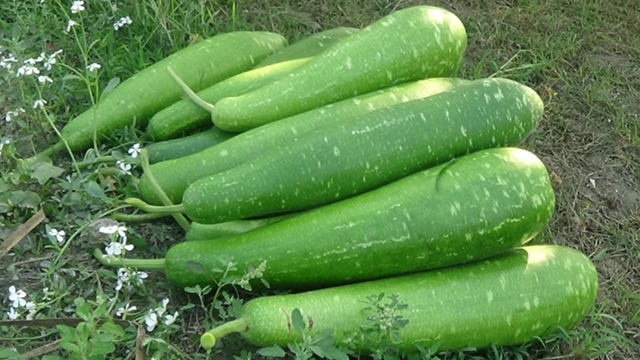 মাত্র ৫ টাকায় লাউ বিক্রি, লোকসানে চাষি
