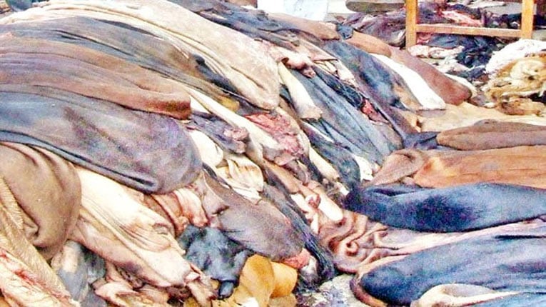 চামড়া সংগ্রহে ২৩২ কোটি টাকা ঋণ দেবে ব্যাংক