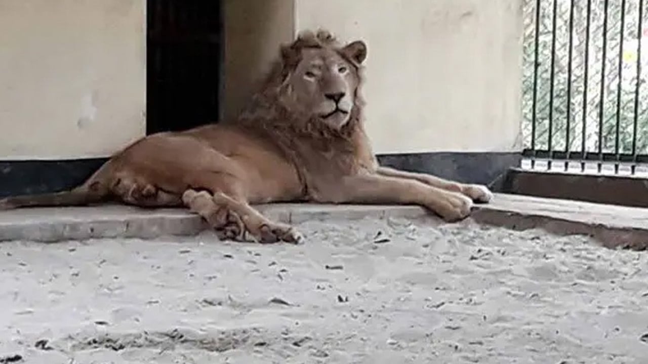চিড়িয়াখানার খাঁচা থেকে বেরিয়ে যাওয়া সিংহ বন্দি