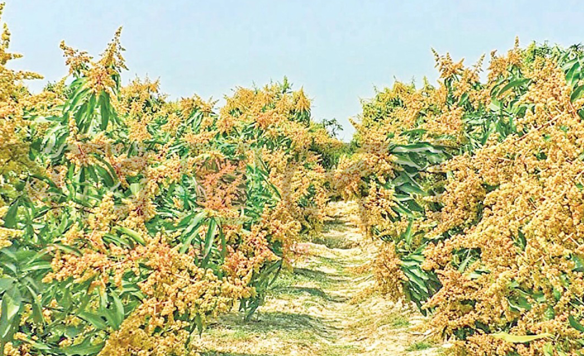 মুকুলের ঘ্রাণে বিমোহিত চাষি