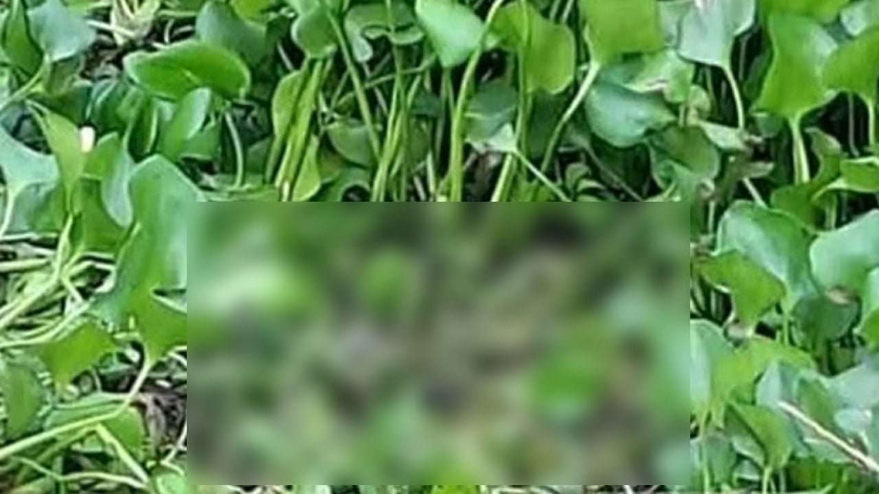 সিরাজগঞ্জে নিখোঁজ অটোরিকশা চালকের লাশ উদ্ধার