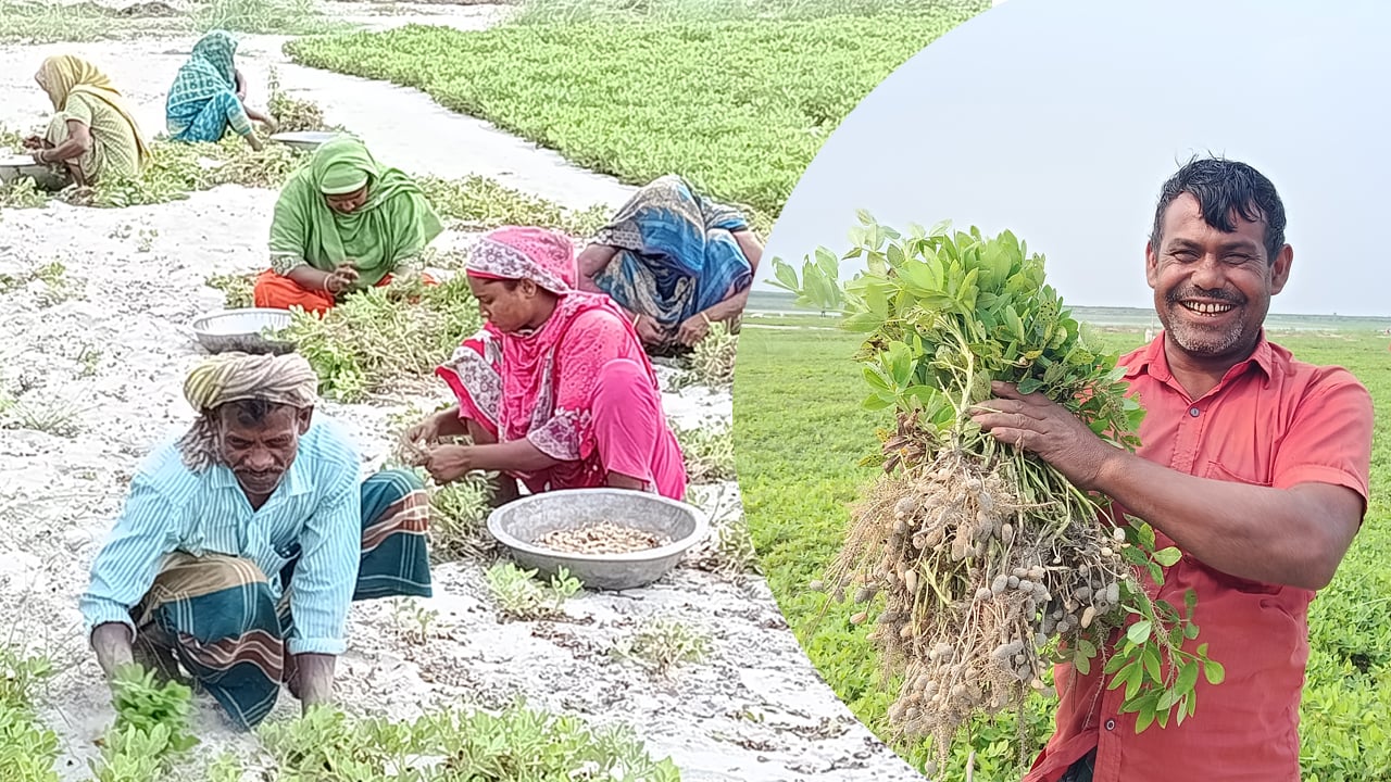 যমুনার বালুর চরে বাদামের বাম্পার ফলন, দামে খুশি কৃষক