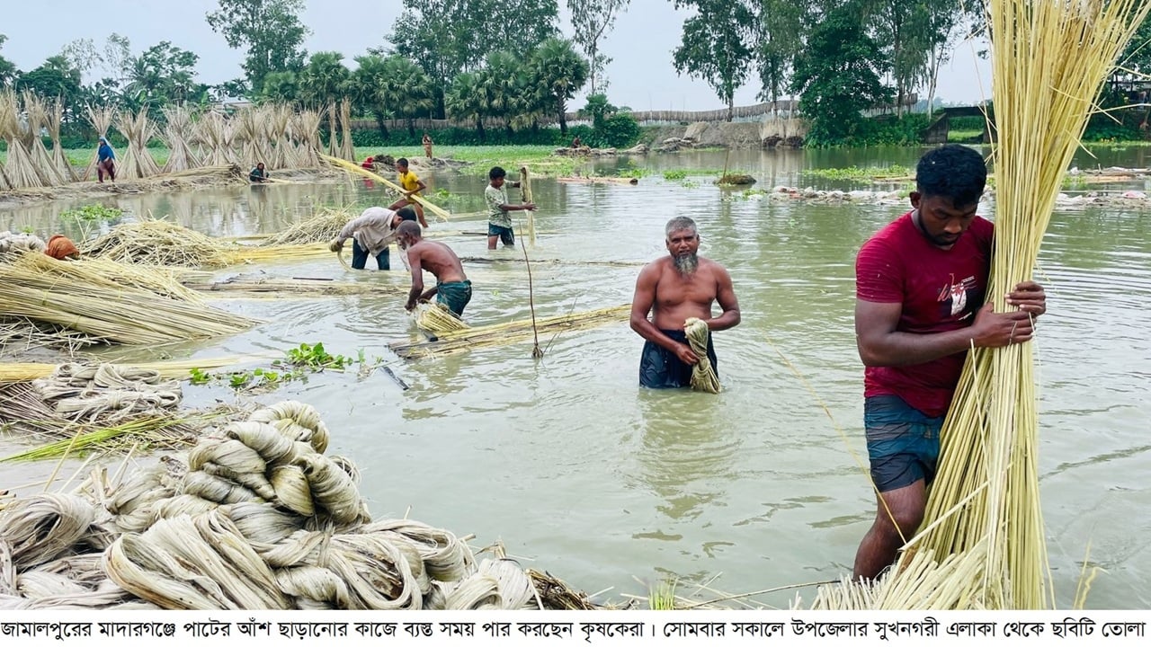 সোনালি আঁশে ফিরছে সুদিন, দামে খুশি কৃষক