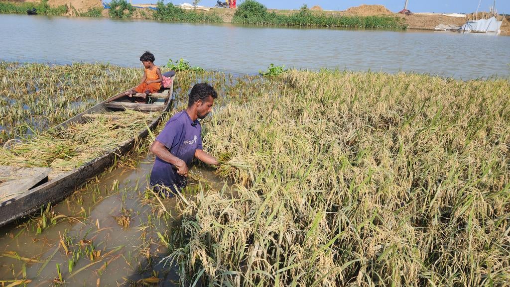 ফসলের ব্যাপক ক্ষতি, বিপর্যয়ের মুখে কৃষক