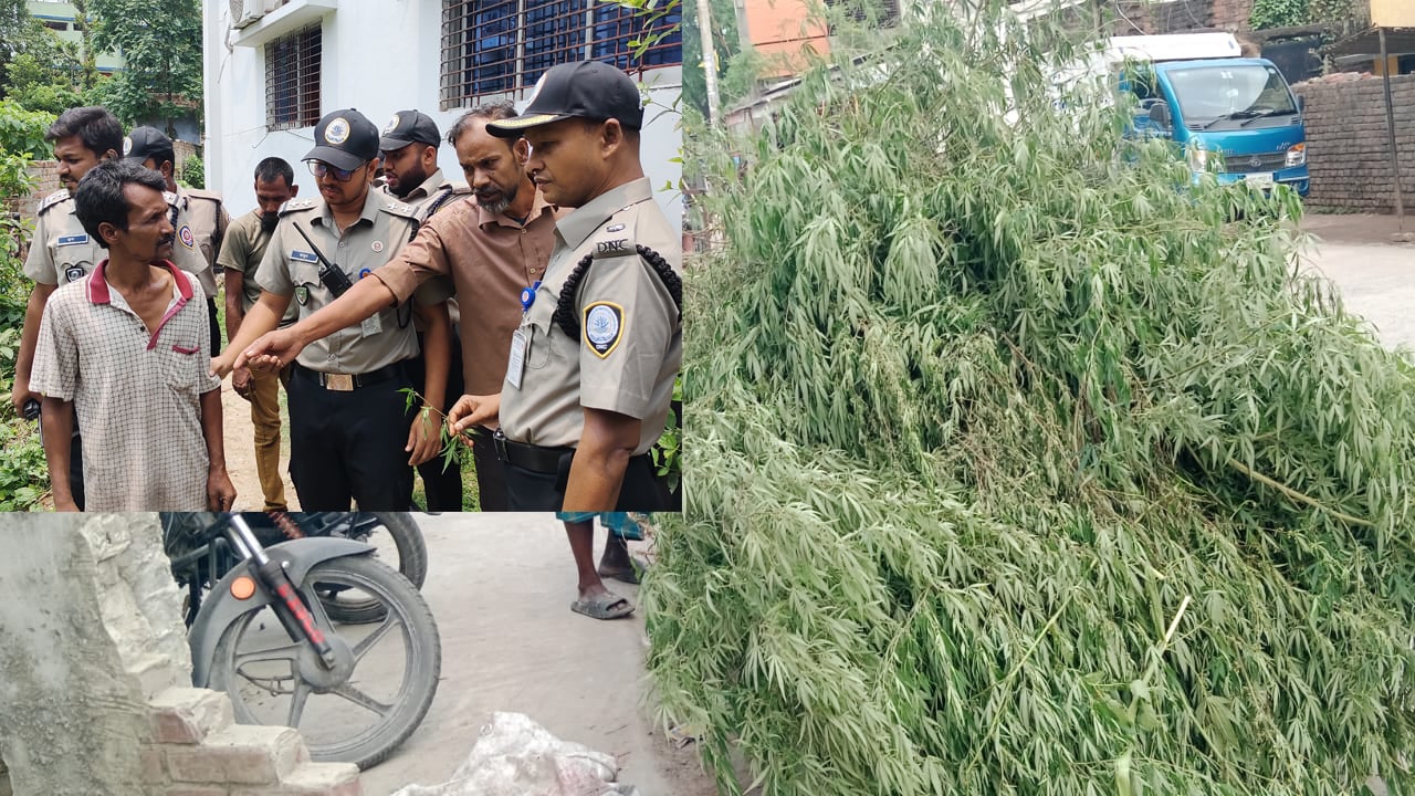 চাঁপাইনবাবগঞ্জে ৫ হাজার গাঁজা সদৃশ ভাং গাছ উদ্ধার