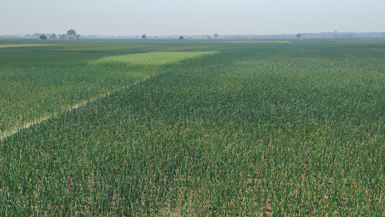 শ্রীপুরে লক্ষ্যমাত্রার চেয়ে বেশি জমিতে পেঁয়াজের আবাদ