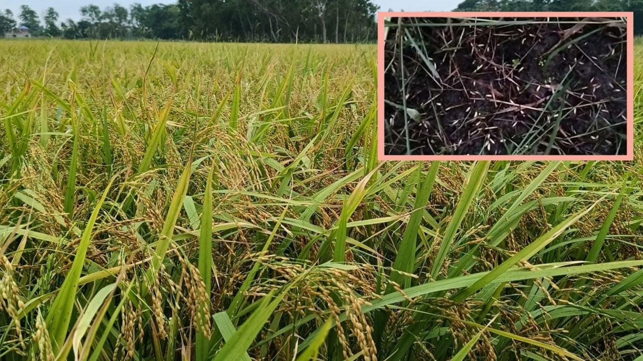 কালবৈশাখী-শিলাবৃষ্টিতে মতলব উত্তরে ৪৪৫ হেক্টর ফসলি জমি ক্ষতিগ্রস্ত