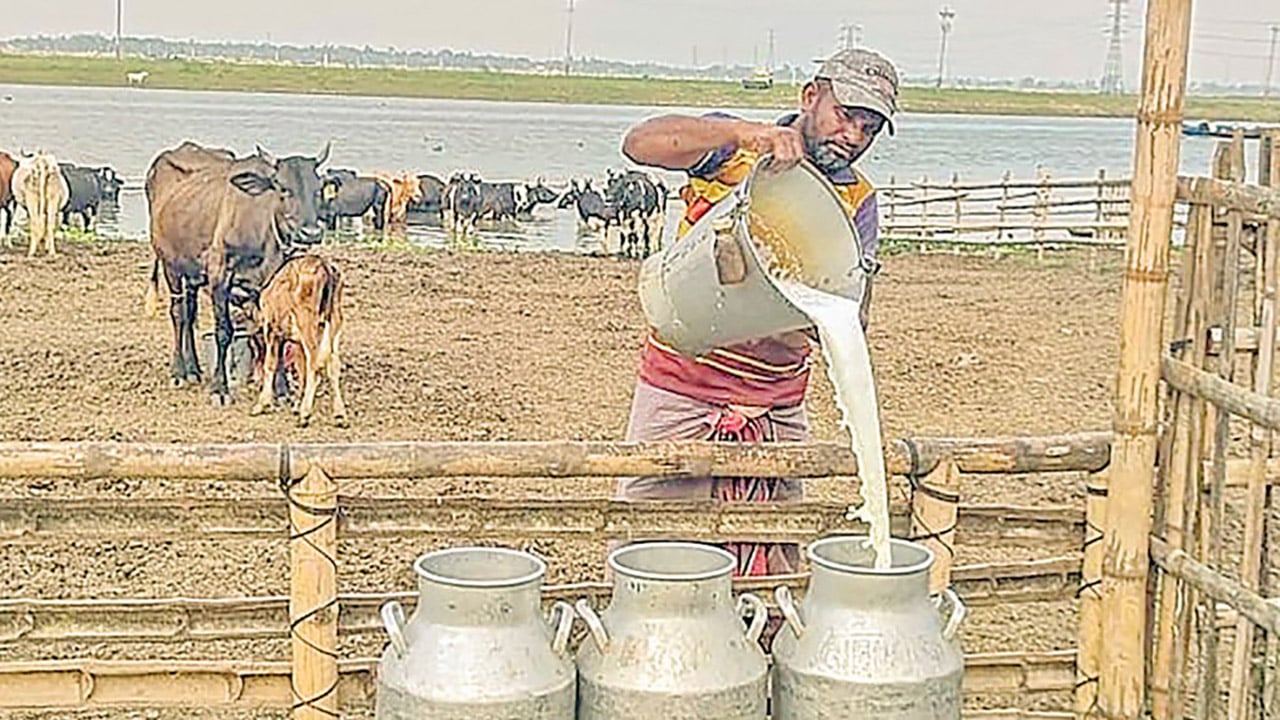 দুধের দাম না বাড়ায় দুশ্চিন্তায় সিরাজগঞ্জের খামারিরা