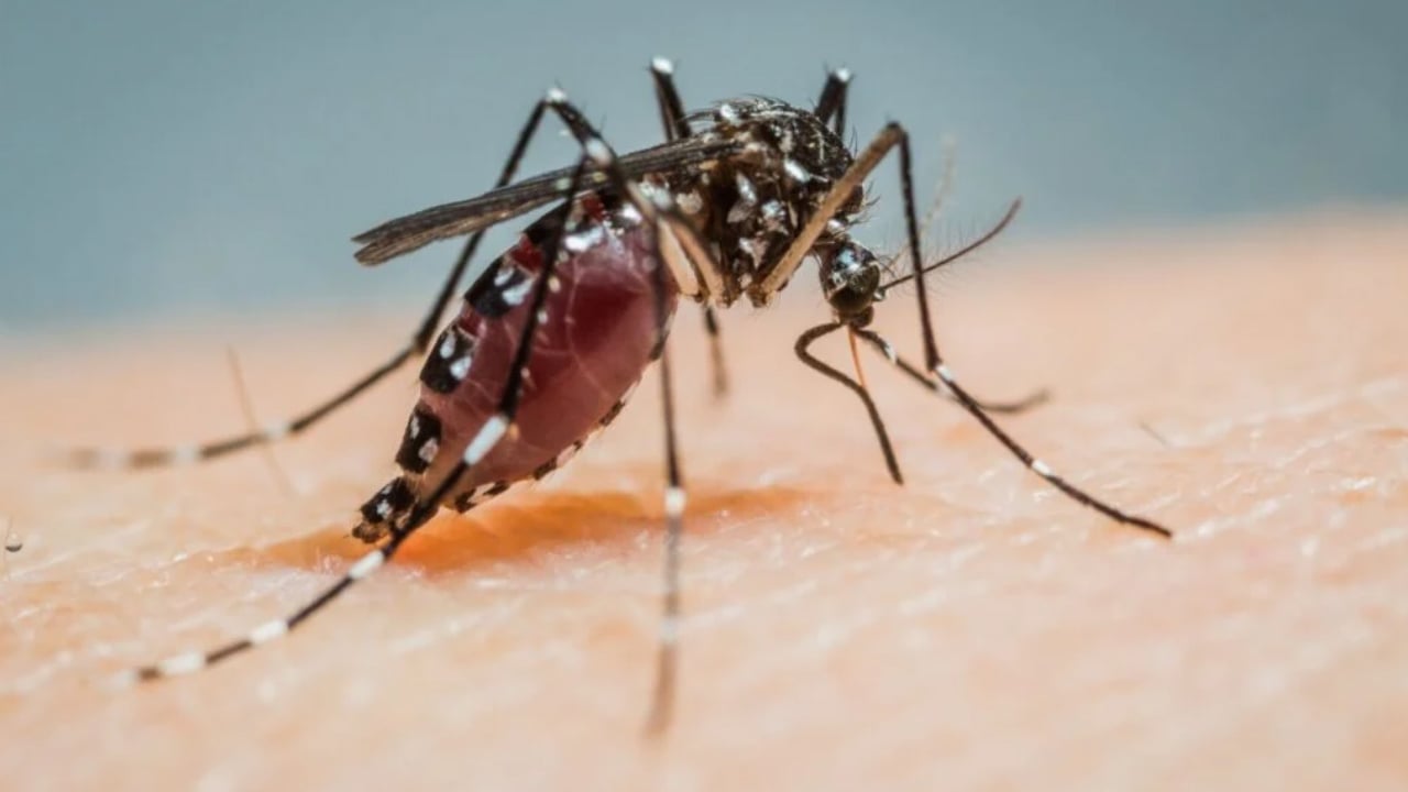 মশা নির্মূলে যুক্তরাষ্ট্রে ছাড়া হচ্ছে ‘বিশেষ মশা’