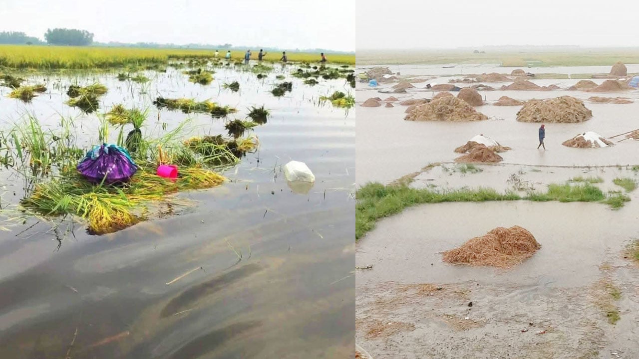 ভারী বৃষ্টি-পাহাড়ি ঢলে ডুবছে কৃষকের স্বপ্ন