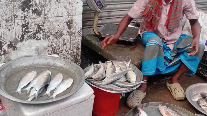 নলছিটির বাজারে সয়লাব জাটকা ইলিশ, নজরদারির দাবি স্থানীয়দের