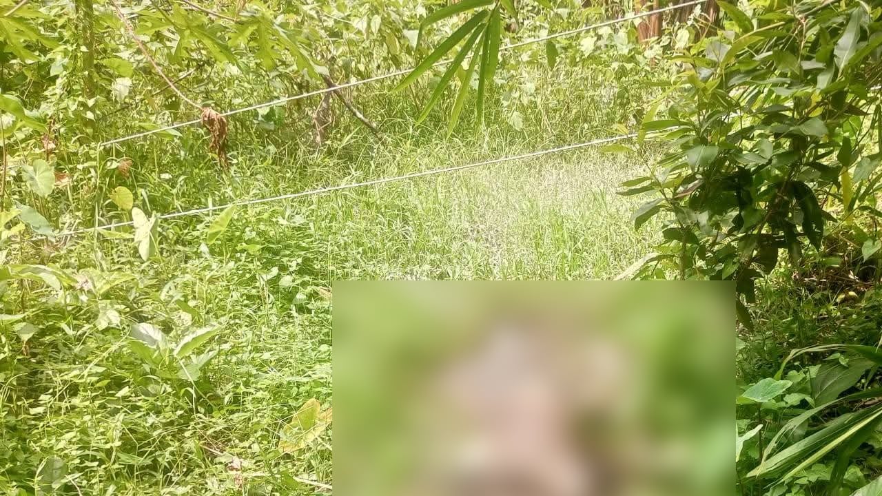 নেছারাবাদে ডোবা থেকে কাঠ ব্যবসায়ীর গলিত লাশ উদ্ধার