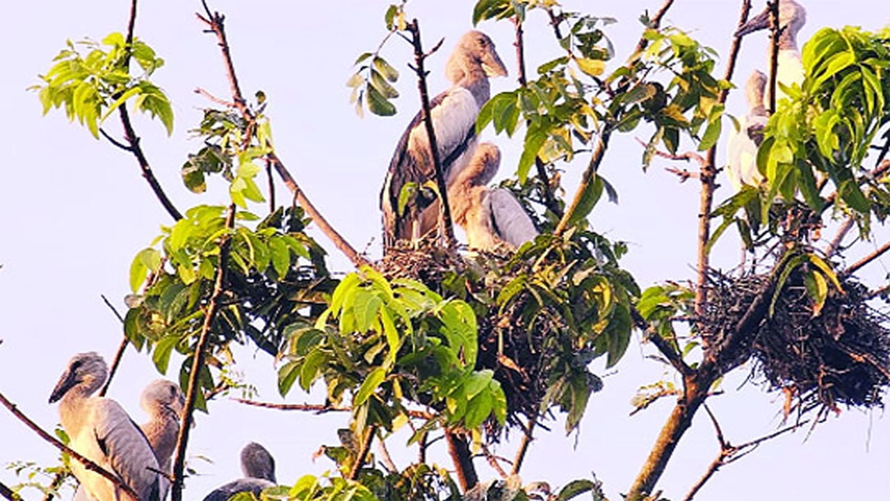 পরিযায়ীদের আশ্রয়স্থল তিরাইল