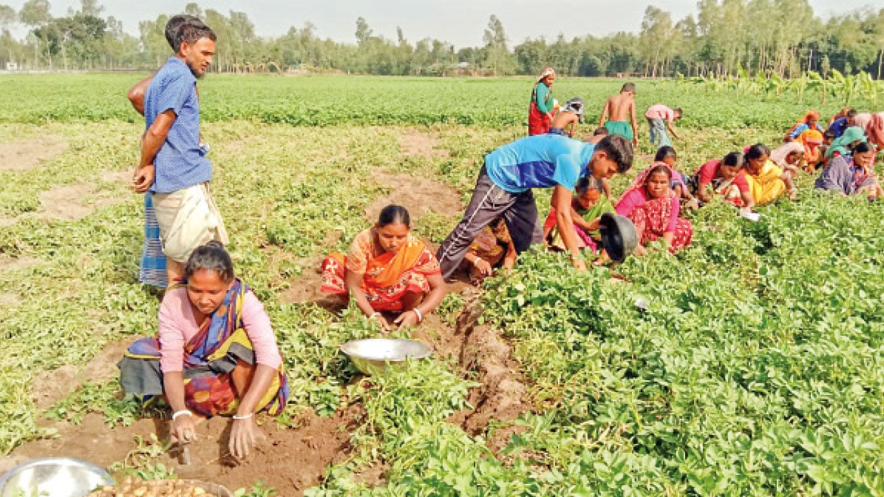 নীলফামারীতে আগাম আলু উত্তোলন শুরু